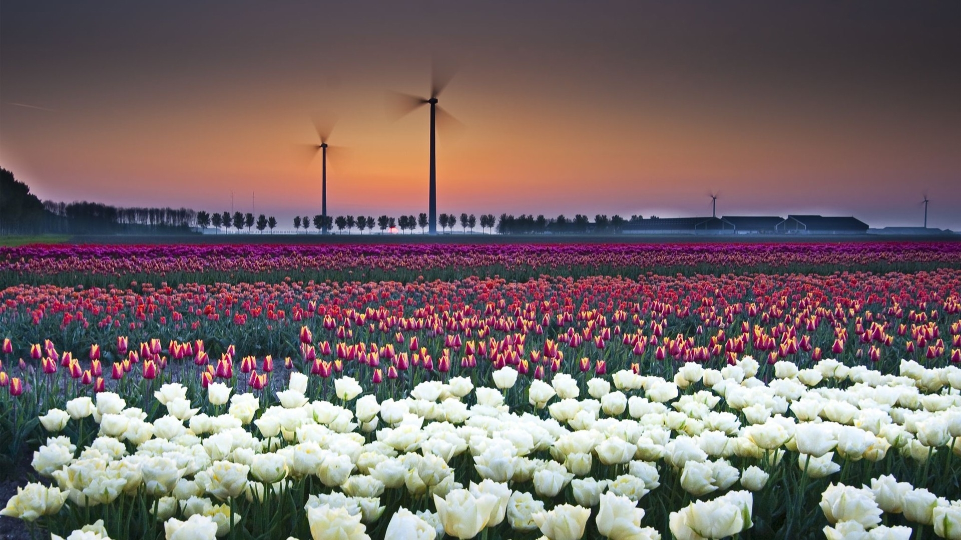 Download Free Modern Tulip Field The Wallpapers 1920x1200px | HD ...