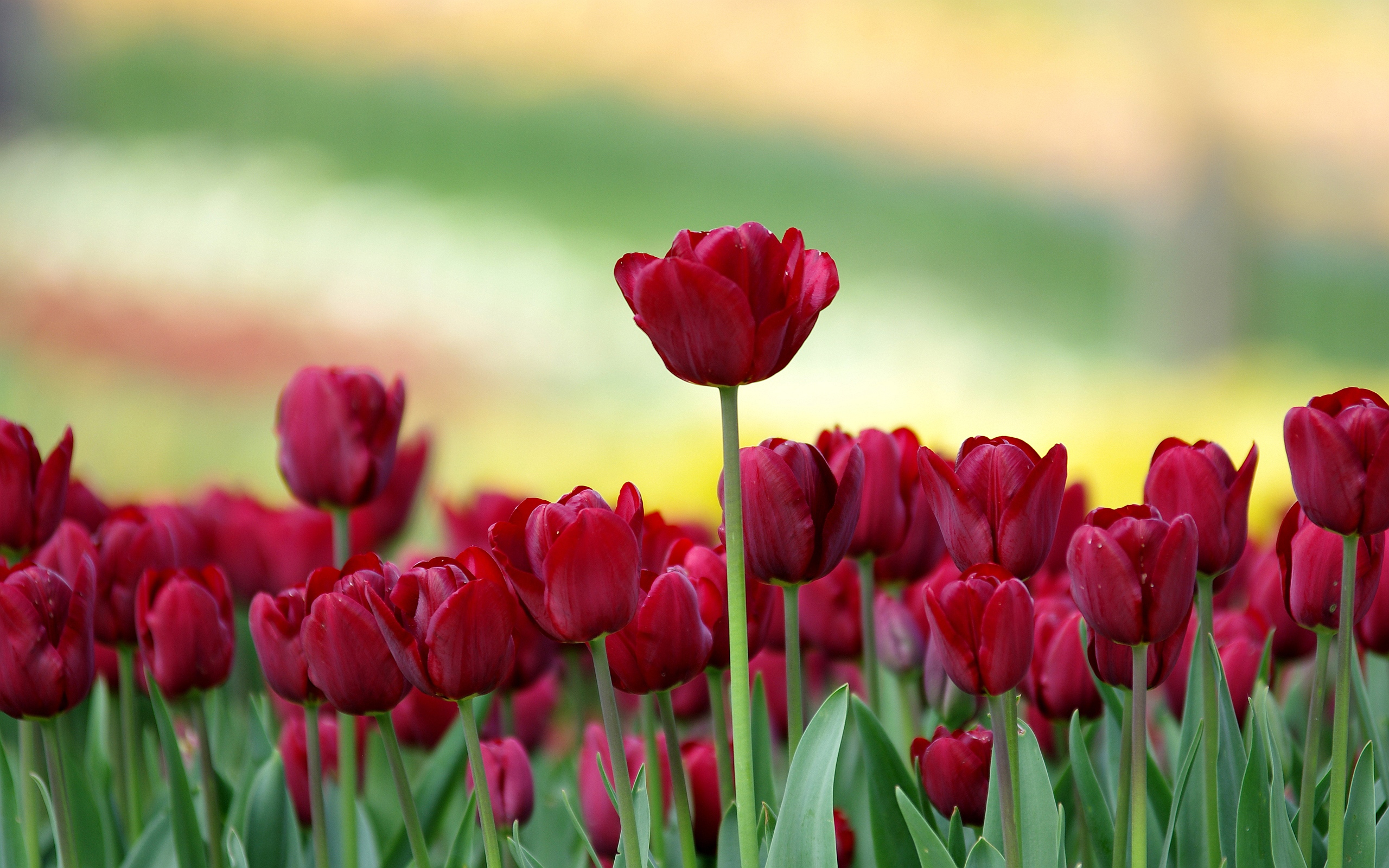 Tulip Flowers Wallpaper Wallpapers, Backgrounds, Images, Art Photos