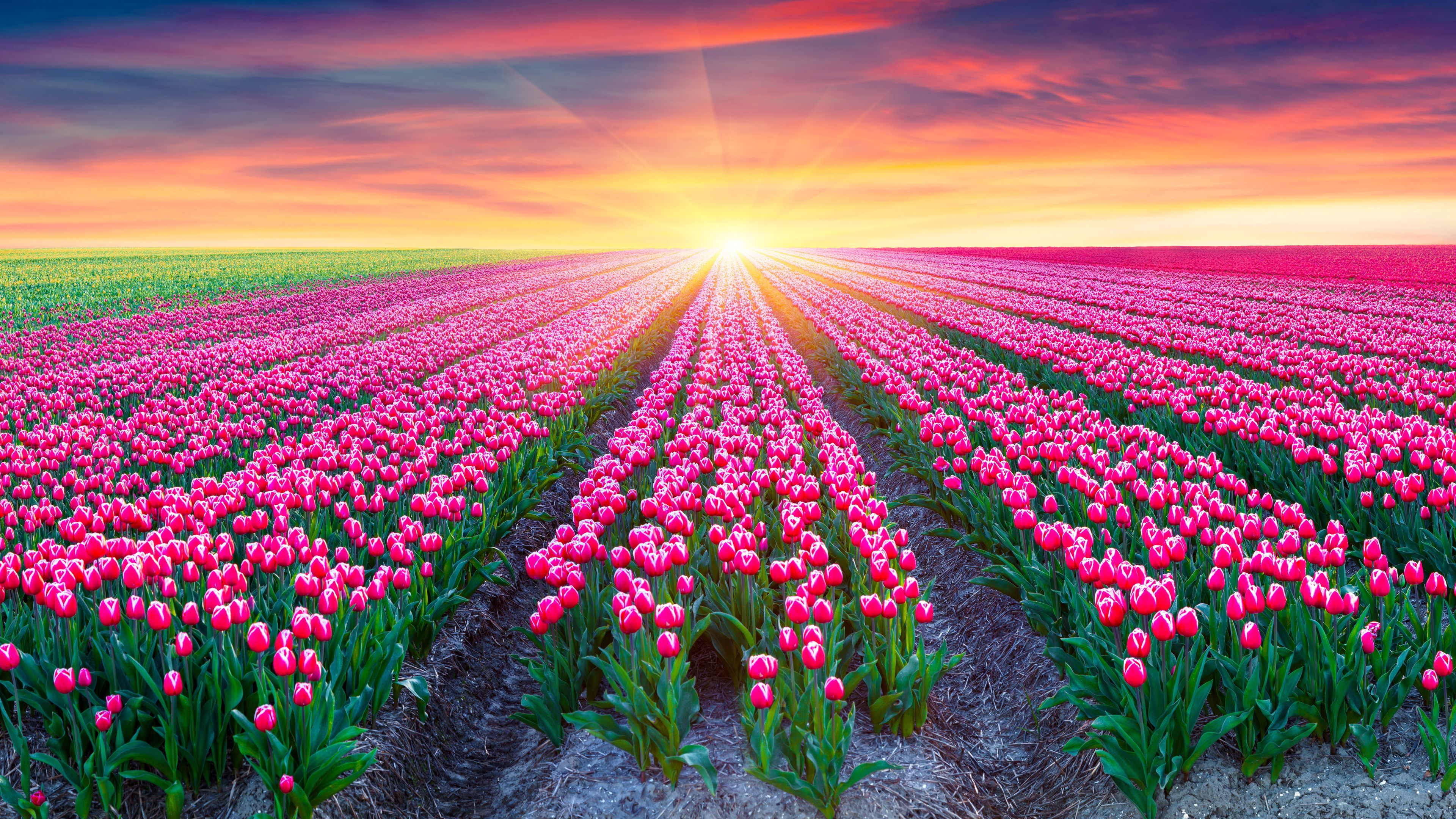 tulip fields Archives - HD Wallpapers & 4K Wallpaper Download For ...