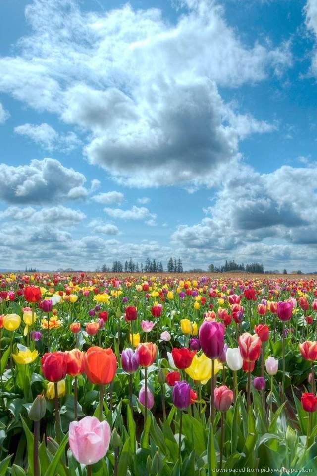 Download Colorful Tulip Field Wallpaper For iPhone 4