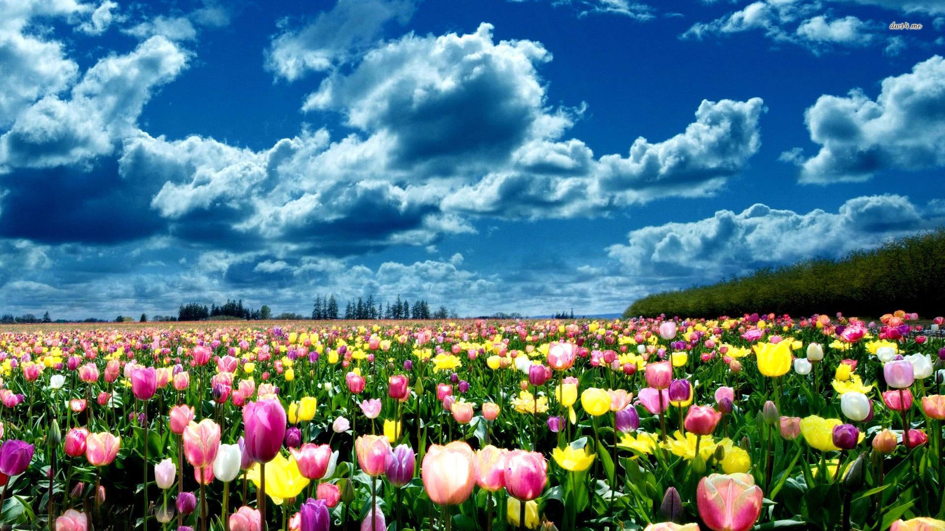 Top Tulip Red Yellow Black Wallpapers