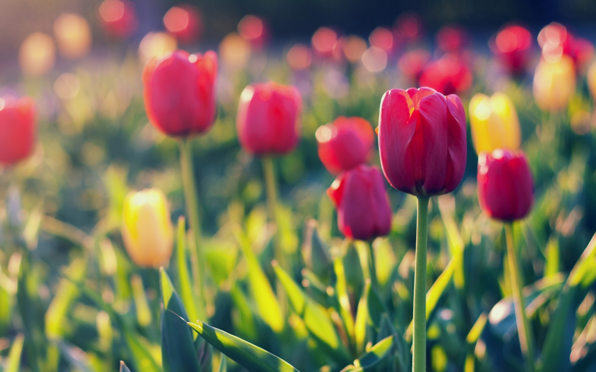 Wallpapers Of The Day: Beautiful Tulip Field | 1920x1080 Beautiful ...