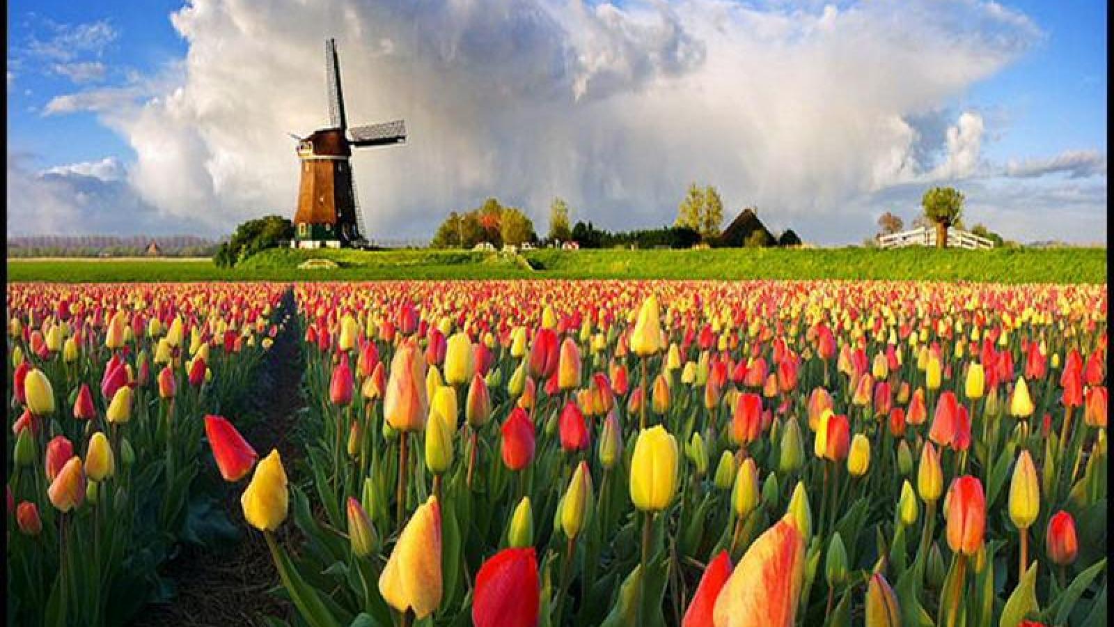 Tulip field - (#72577) - High Quality and Resolution Wallpapers on ...