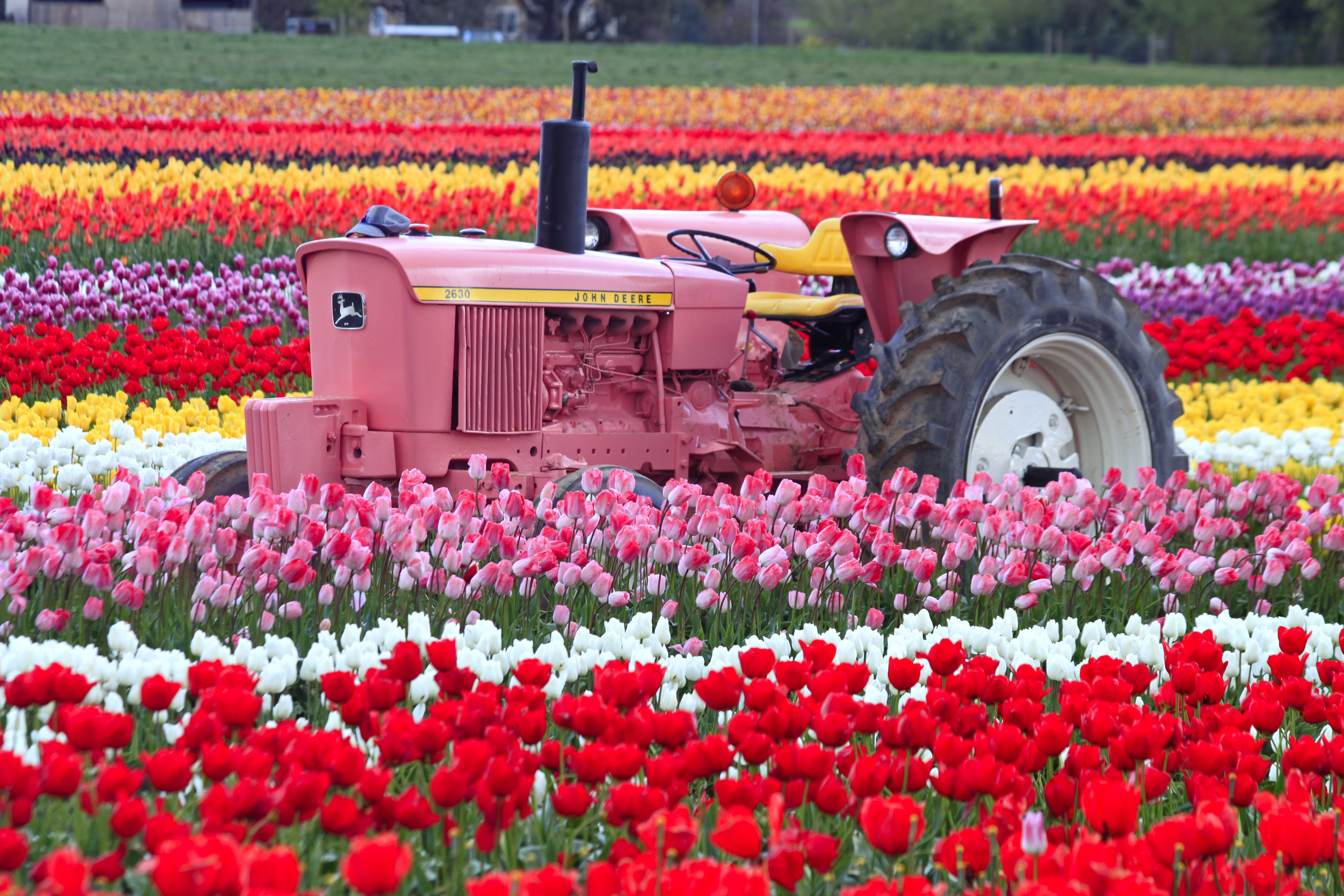Tulip fields tulips field flower flowers tractor wallpaper