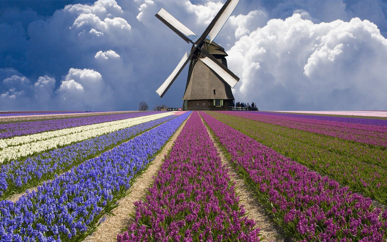 Holland Tulips Wallpaper | Free Best Hd Wallpapers