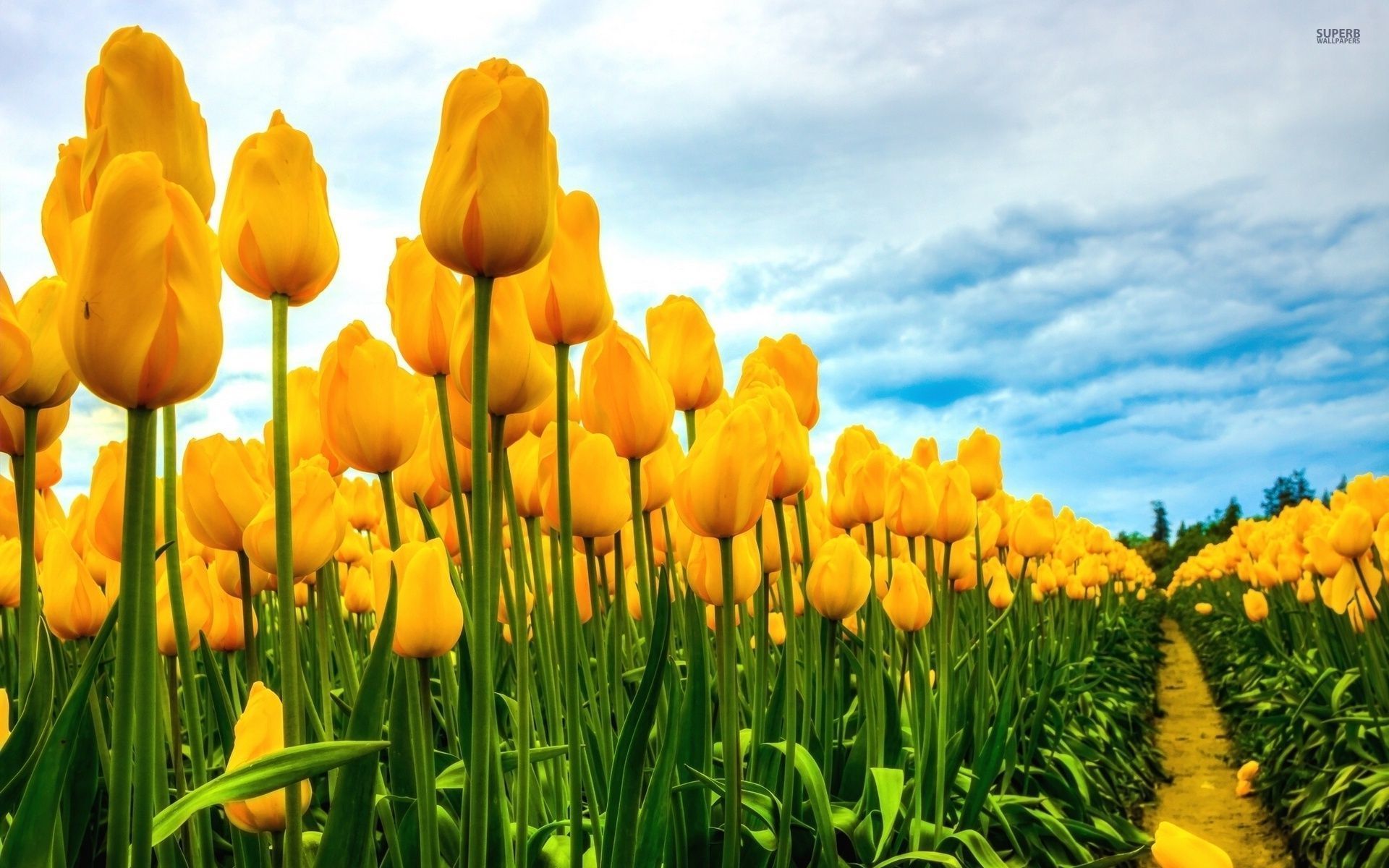 Field Of Yellow Tulips - wallpaper.