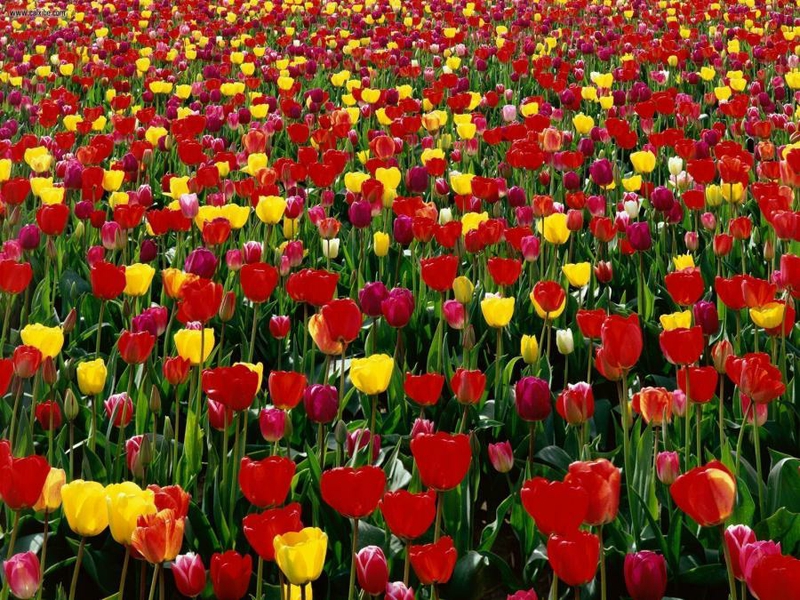 field flowers tulip field – Nature Fields HD Desktop Wallpaper