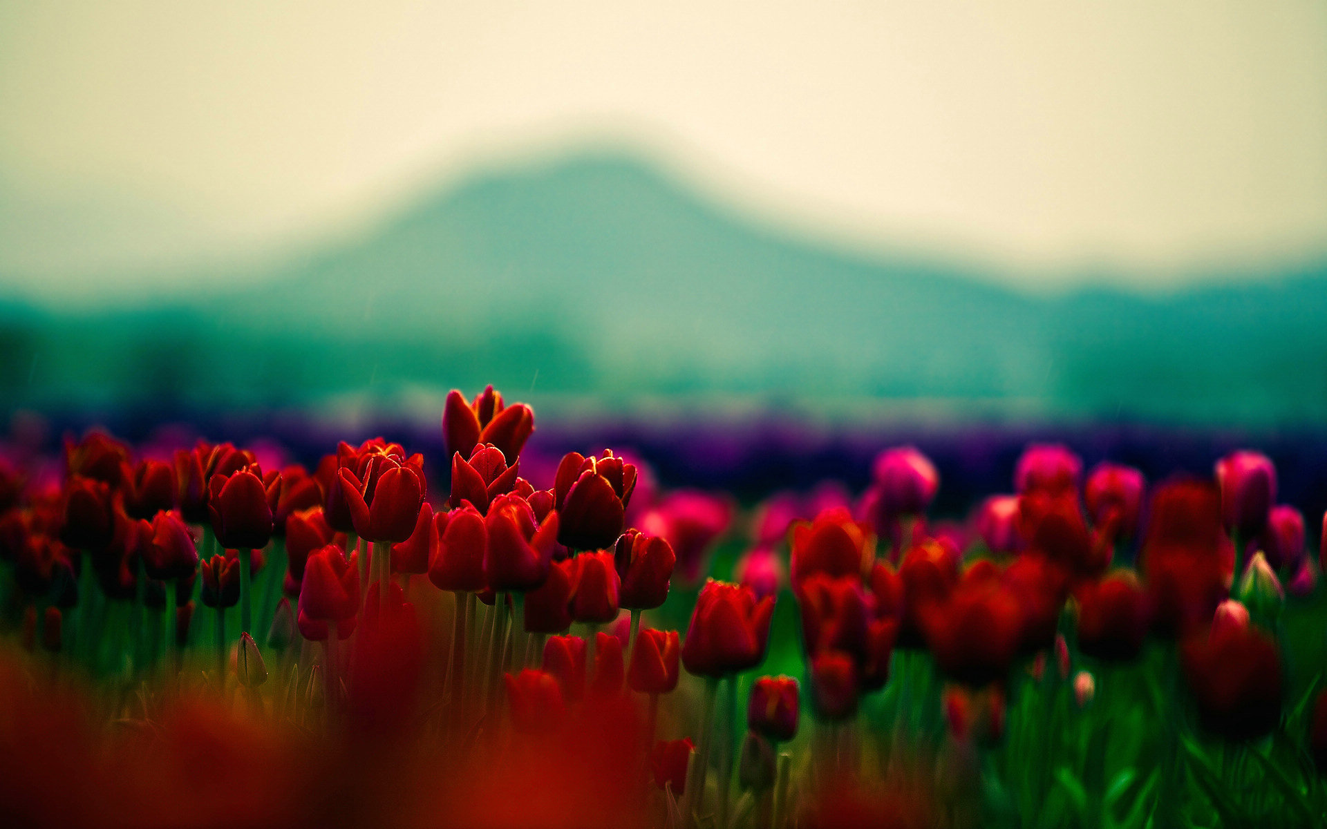 Full HD Pictures Tulip Field 1.52 MB