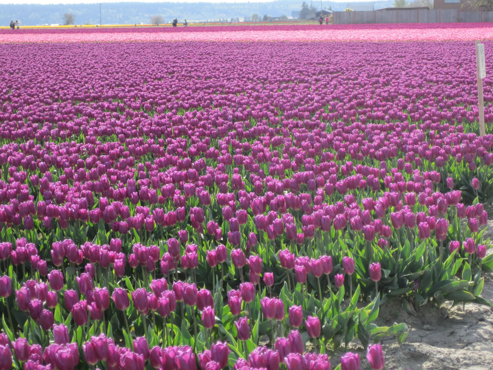 Purple Tulips Field - wallpaper.