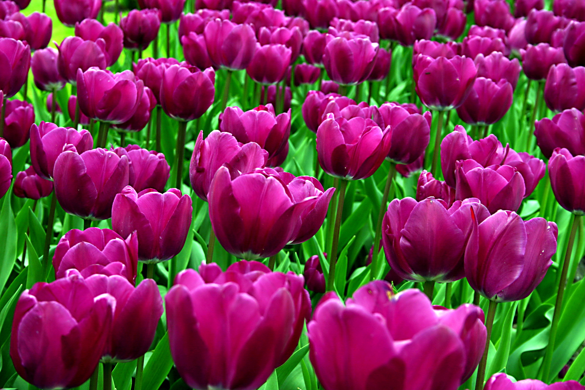 Wallpapers Of The Day: Beautiful Tulip Field | 1920x1080 Beautiful ...
