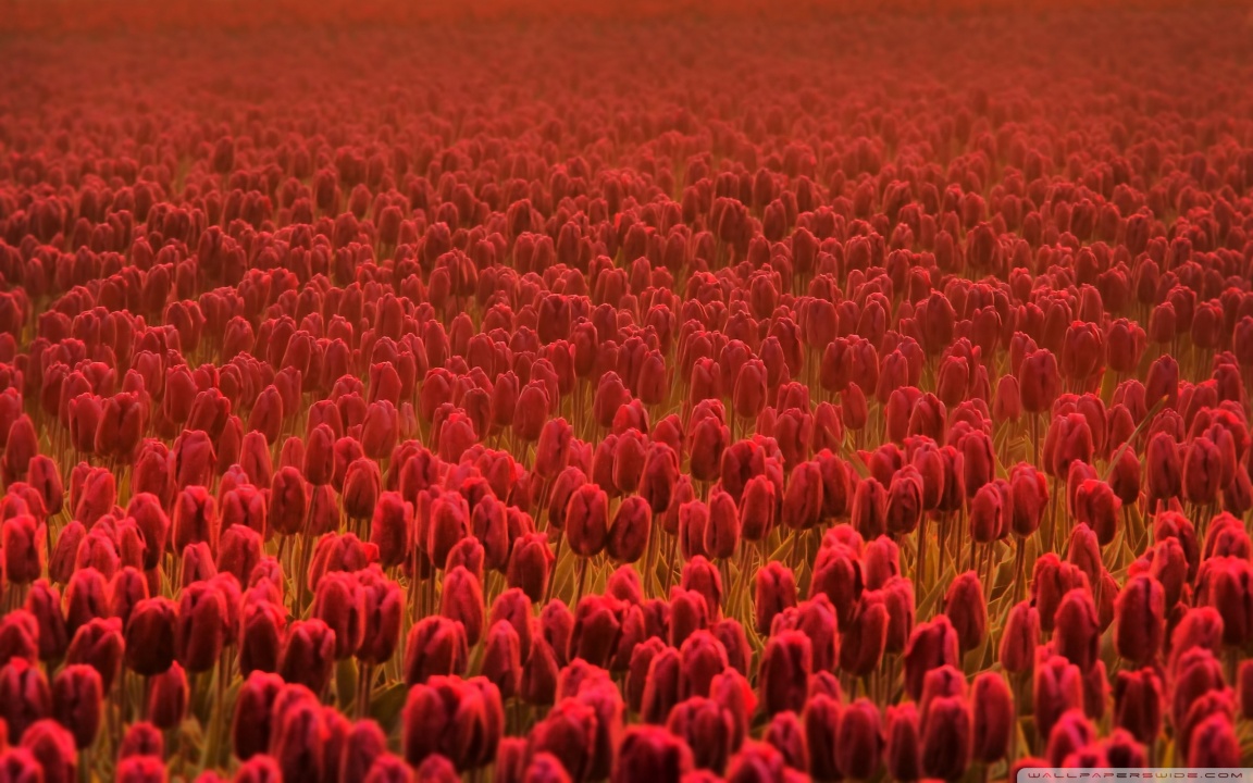 Red Tulip Field HD desktop wallpaper : High Definition ...