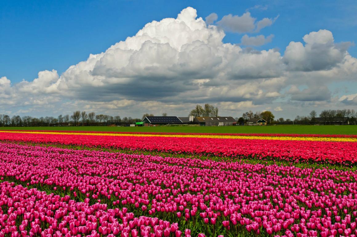 TULIP FIELD WITH CLOUDS WALLPAPER - (#88635) - HD Wallpapers ...