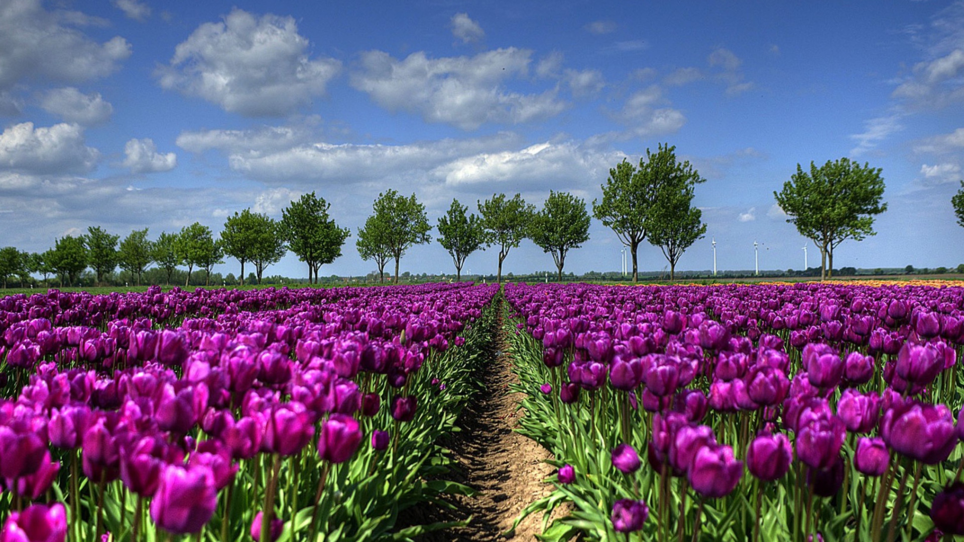 Purple Tulip Field In Holland Wallpaper for Desktop 1920x1080 Full HD
