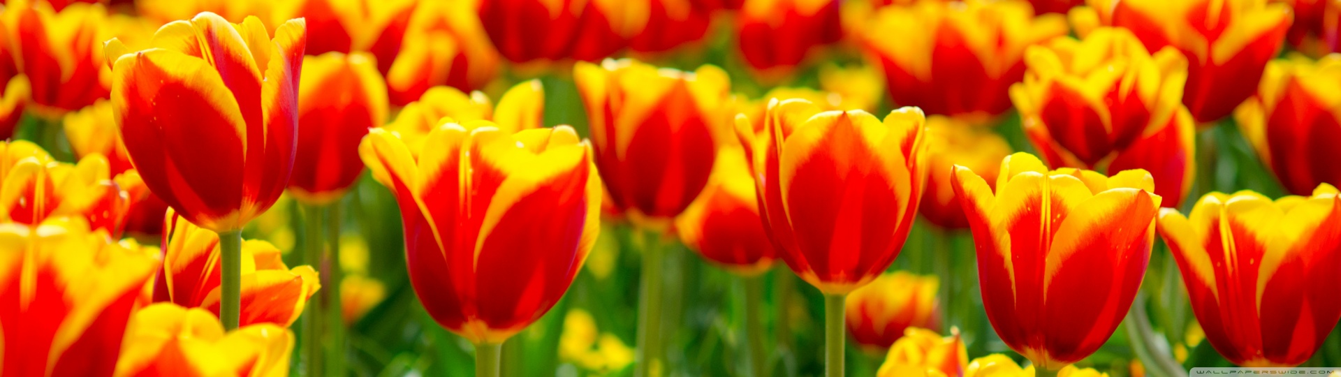 Spring Tulip Fields HD desktop wallpaper : Widescreen : Fullscreen ...