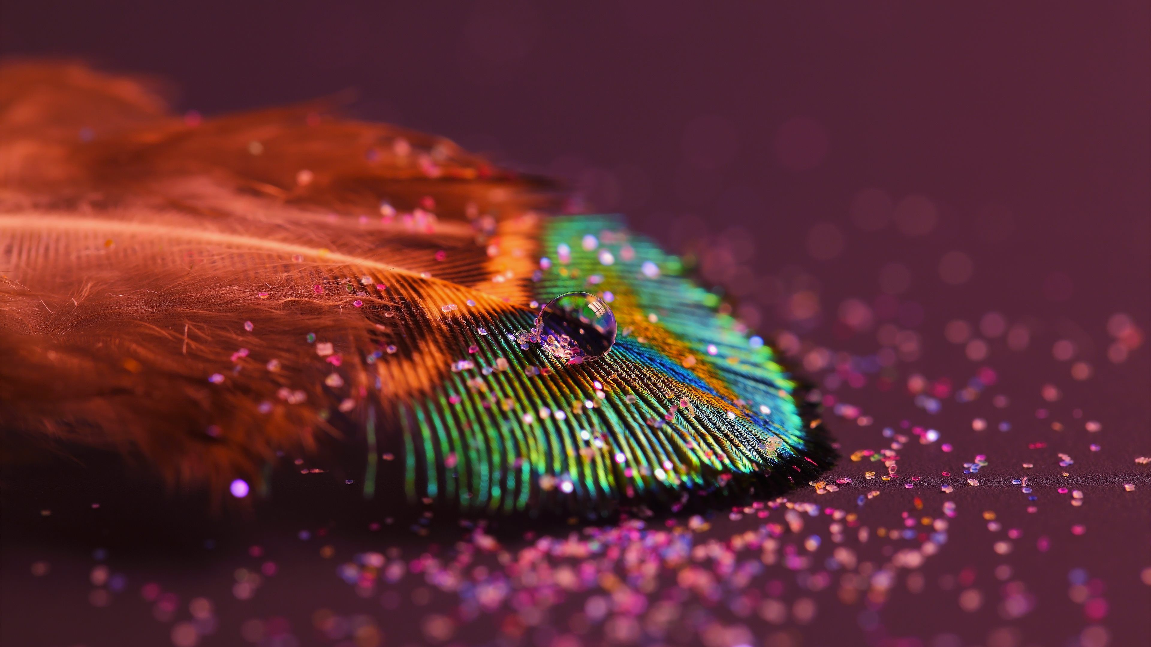 Peacock Feather. Water Drop & Glitter Wallpapers :: HD Wallpapers