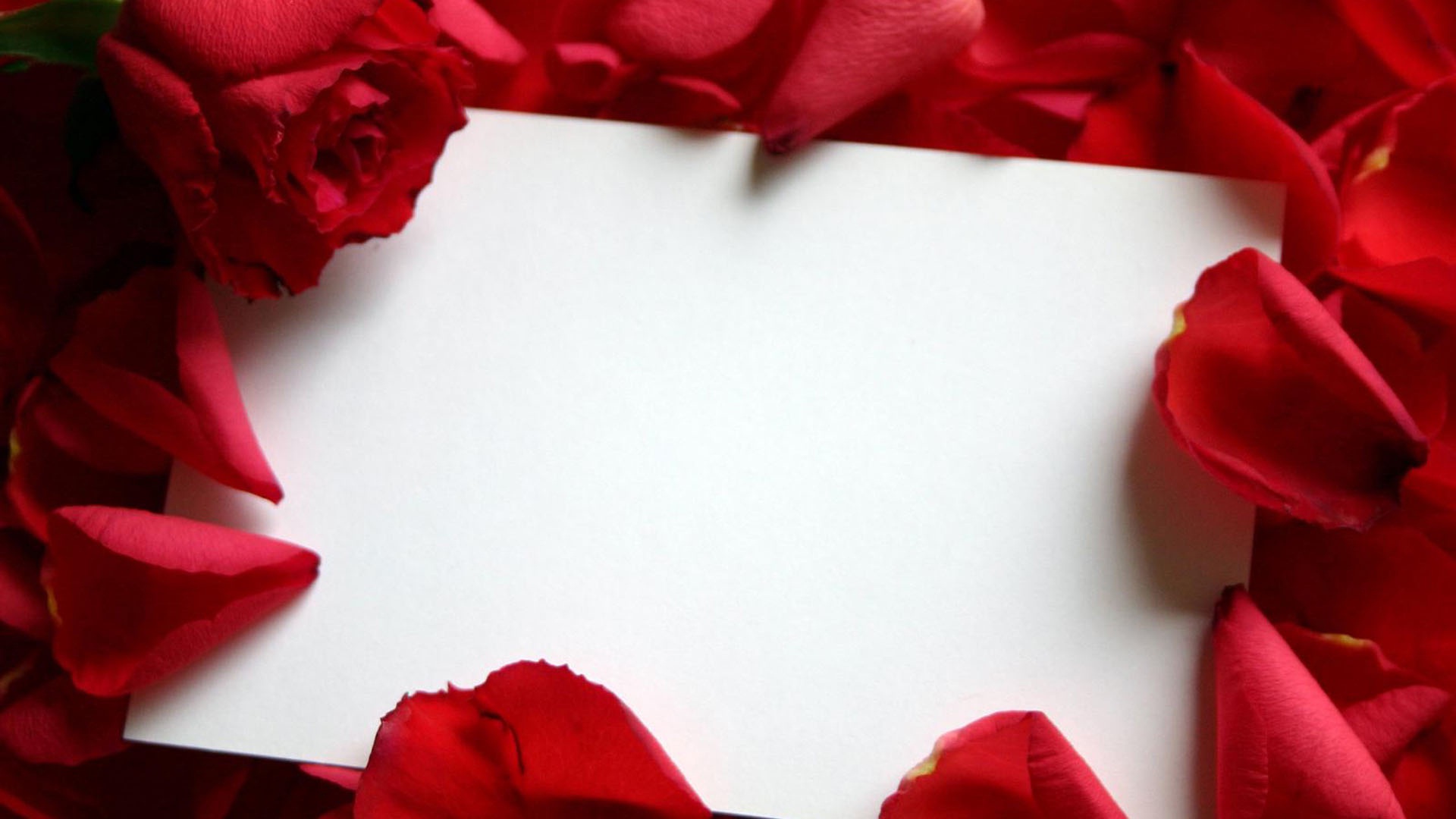 Love letter with red rose petals - New hd wallpaperNew hd wallpaper