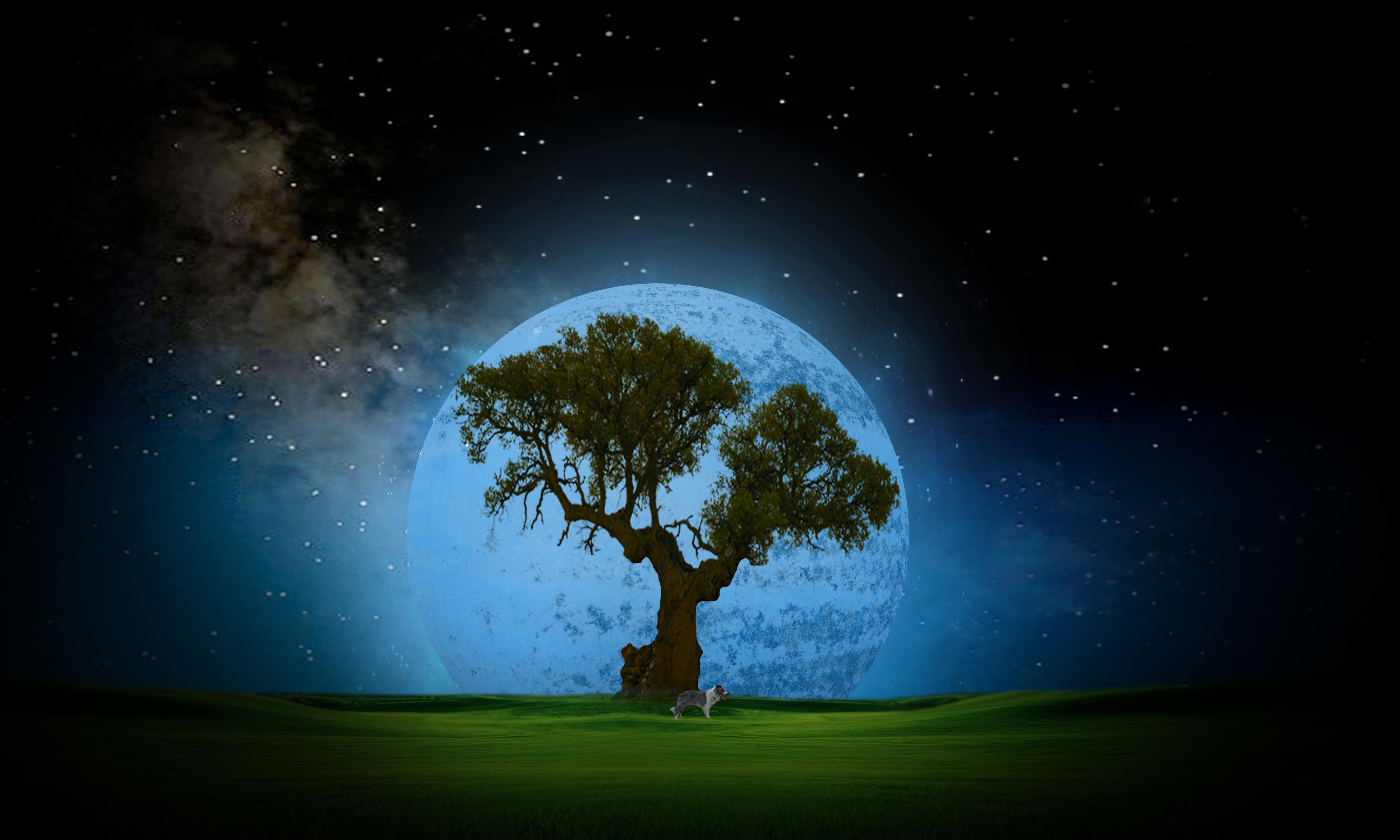 Moonlight - (#109777) - High Quality and Resolution Wallpapers on ...