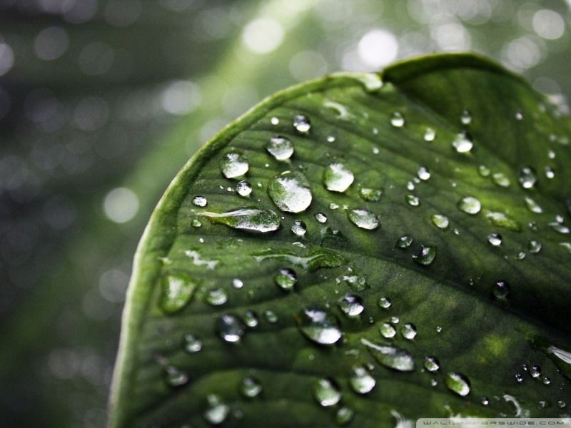 60 Wonderful Raindrops HD Wallpapers for inspiration | Digital ...