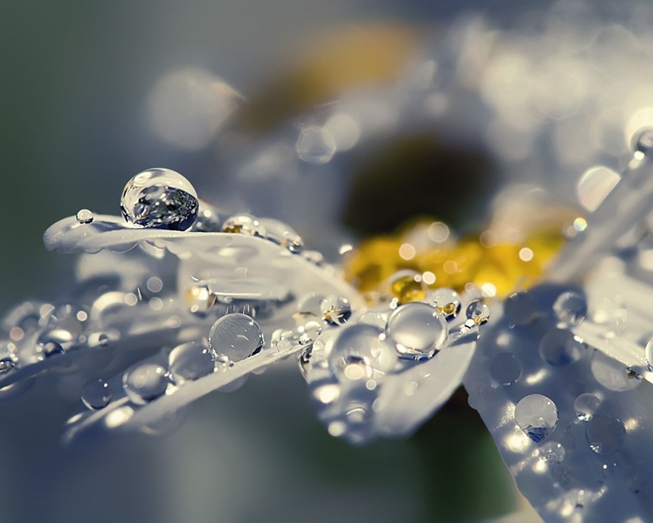 Flower with Raindrops 1280 x 1024 Wallpaper