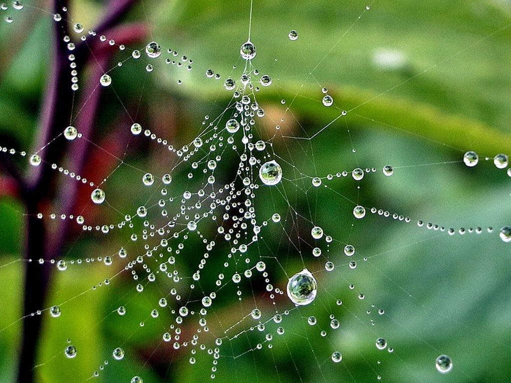 Raindrops Wallpaper And Screensavers 38370 HD Pictures | Top ...