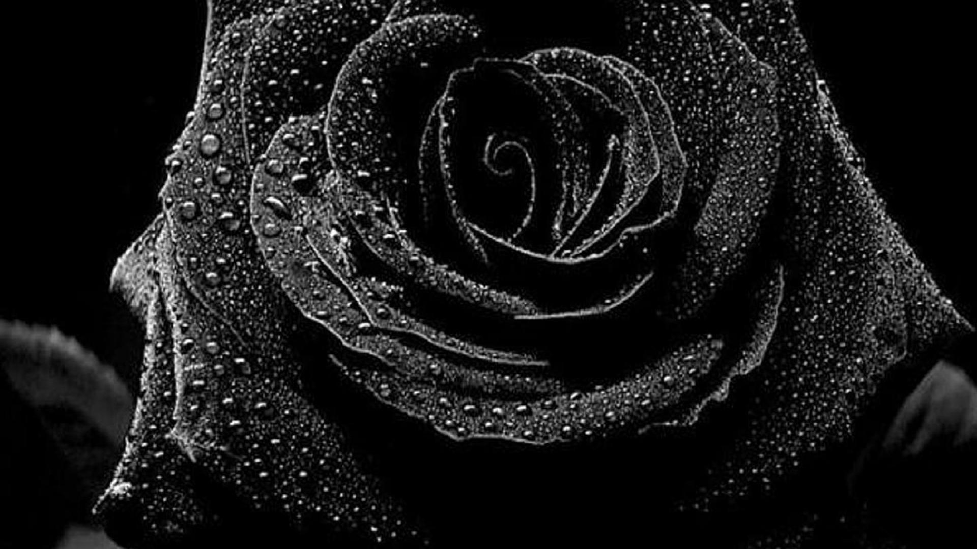 Wallpapers Of Black Roses