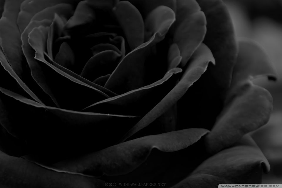 Black Rose HD desktop wallpaper Widescreen High Definition