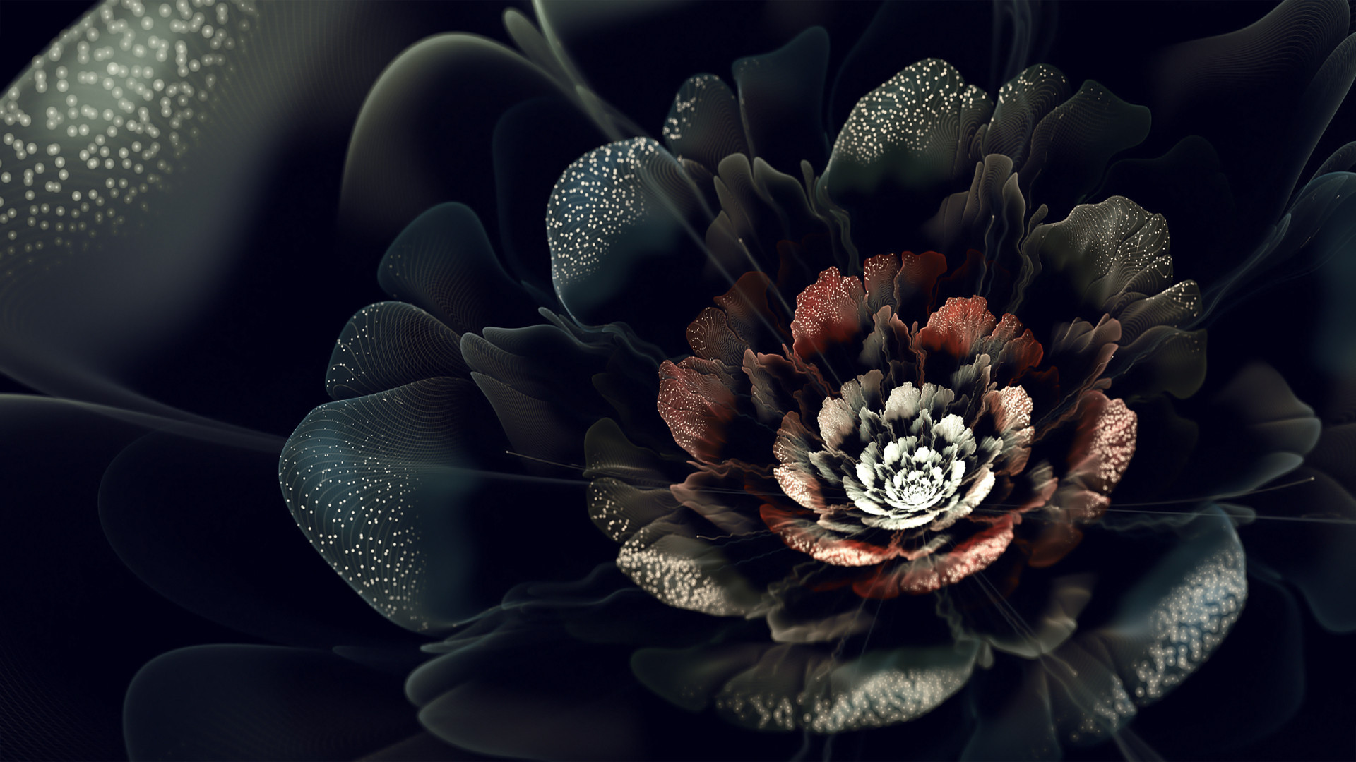 Black Roses HD Wallpapers Free Downloads