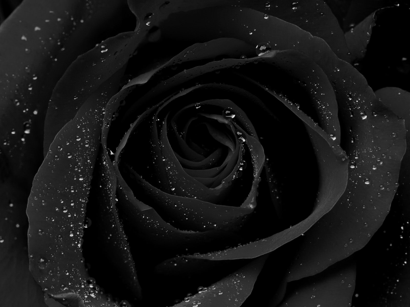 Black Roses Wallpapers & Footage - HD Images New
