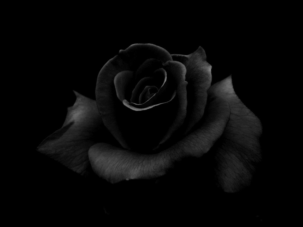 Black Rose HD Wallpapers digitalhint.net