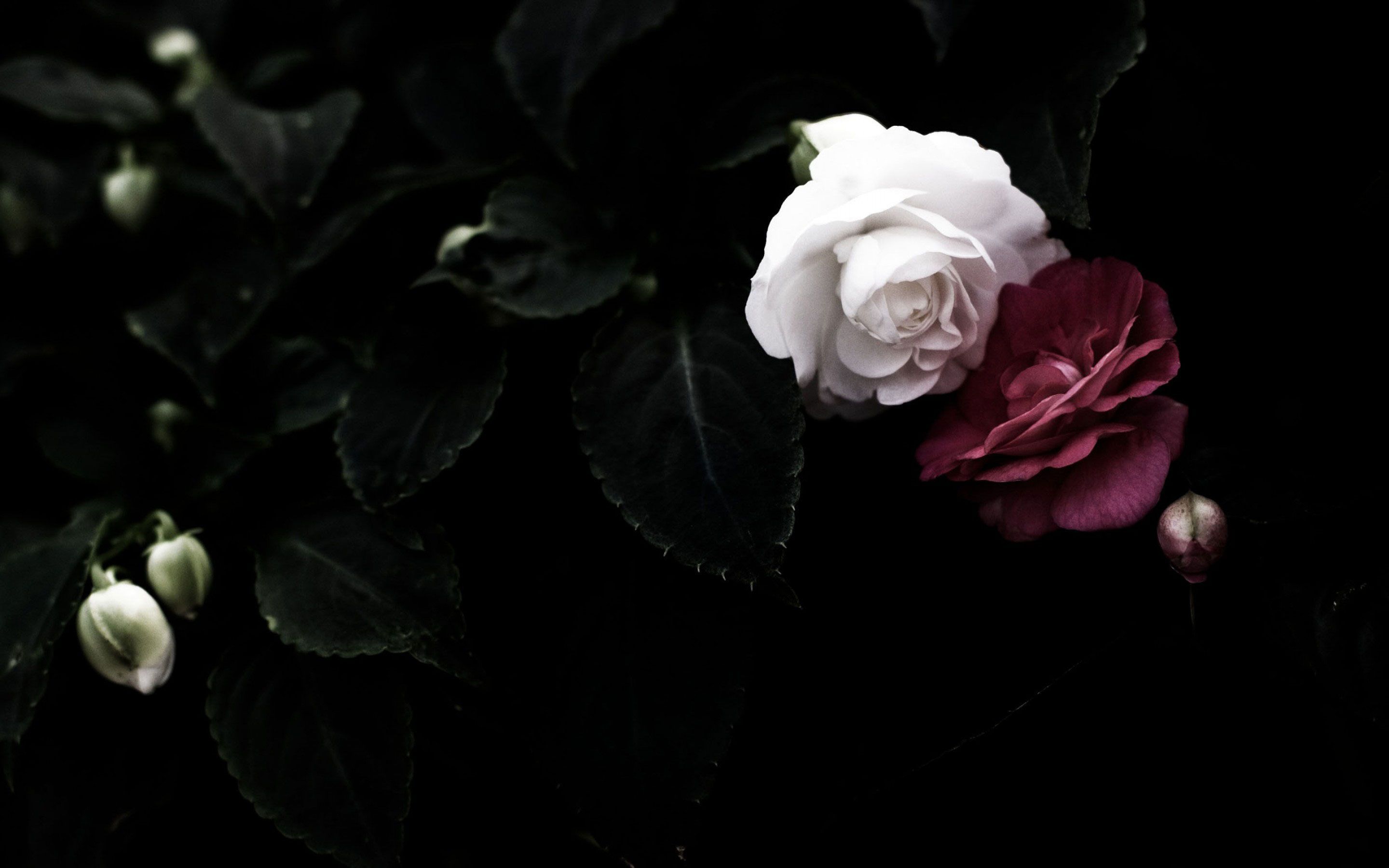 Black Roses Wallpapers & Pictures