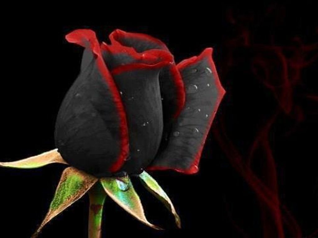 Wallpapers Of Black Roses Group 67