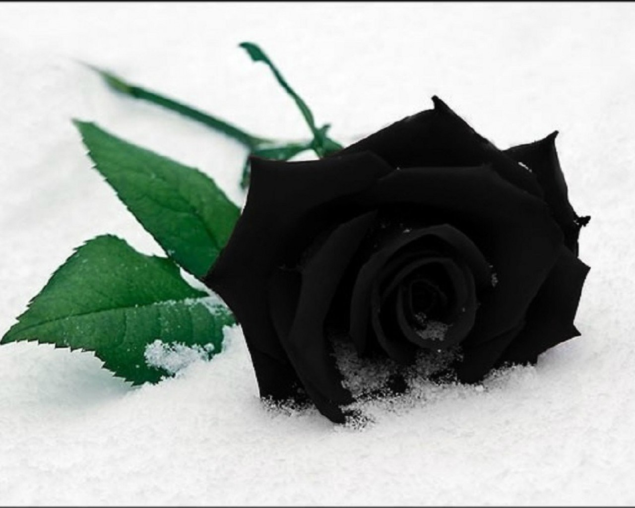 Beautiful Black Roses HD Wallpapers Flowers HD Pictures Most