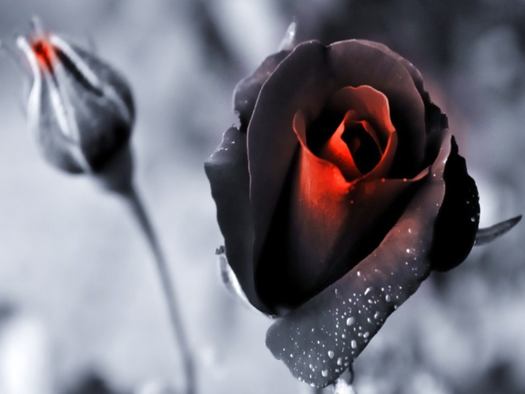 Black Roses HD Wallpapers Free Downloads