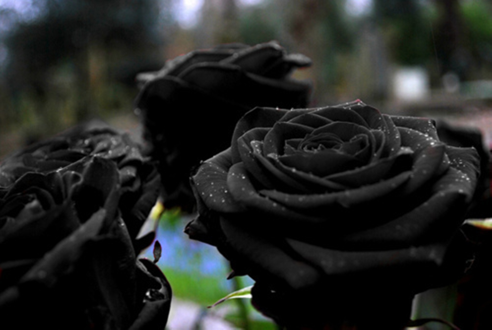 Black Roses Pictures