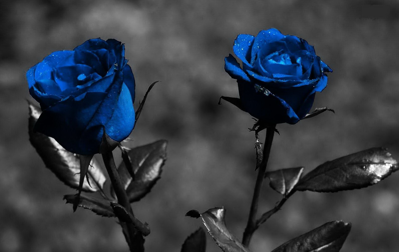 Wallpapers Of Black Roses