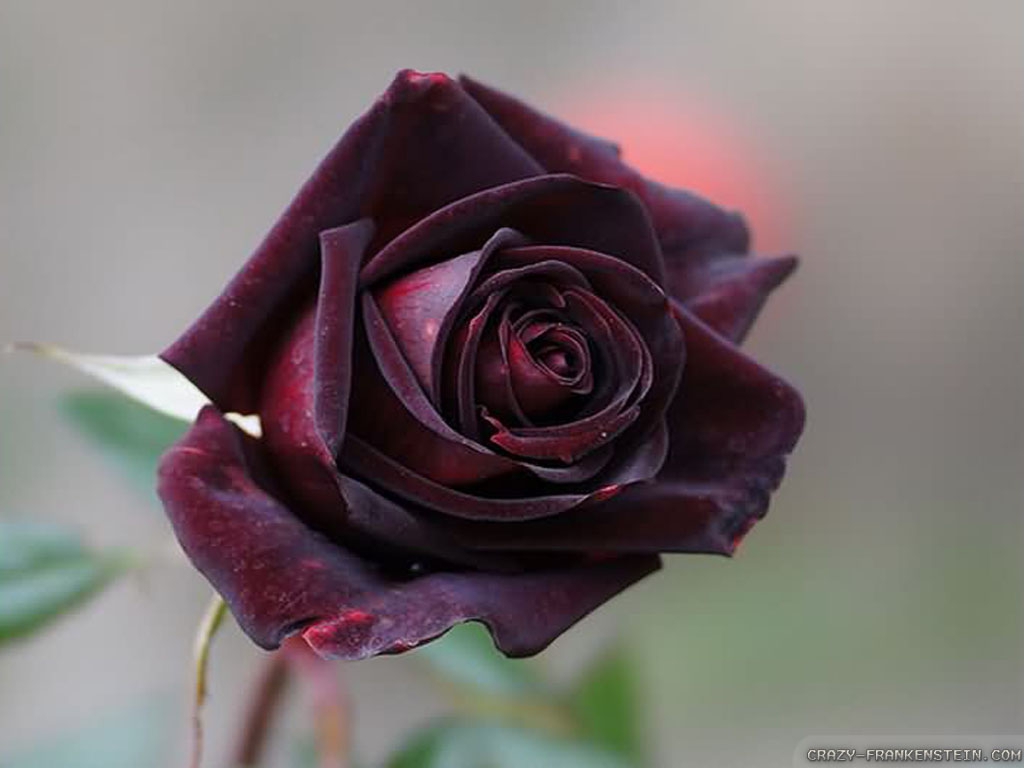 Most beautiful black roses in the world for Wish