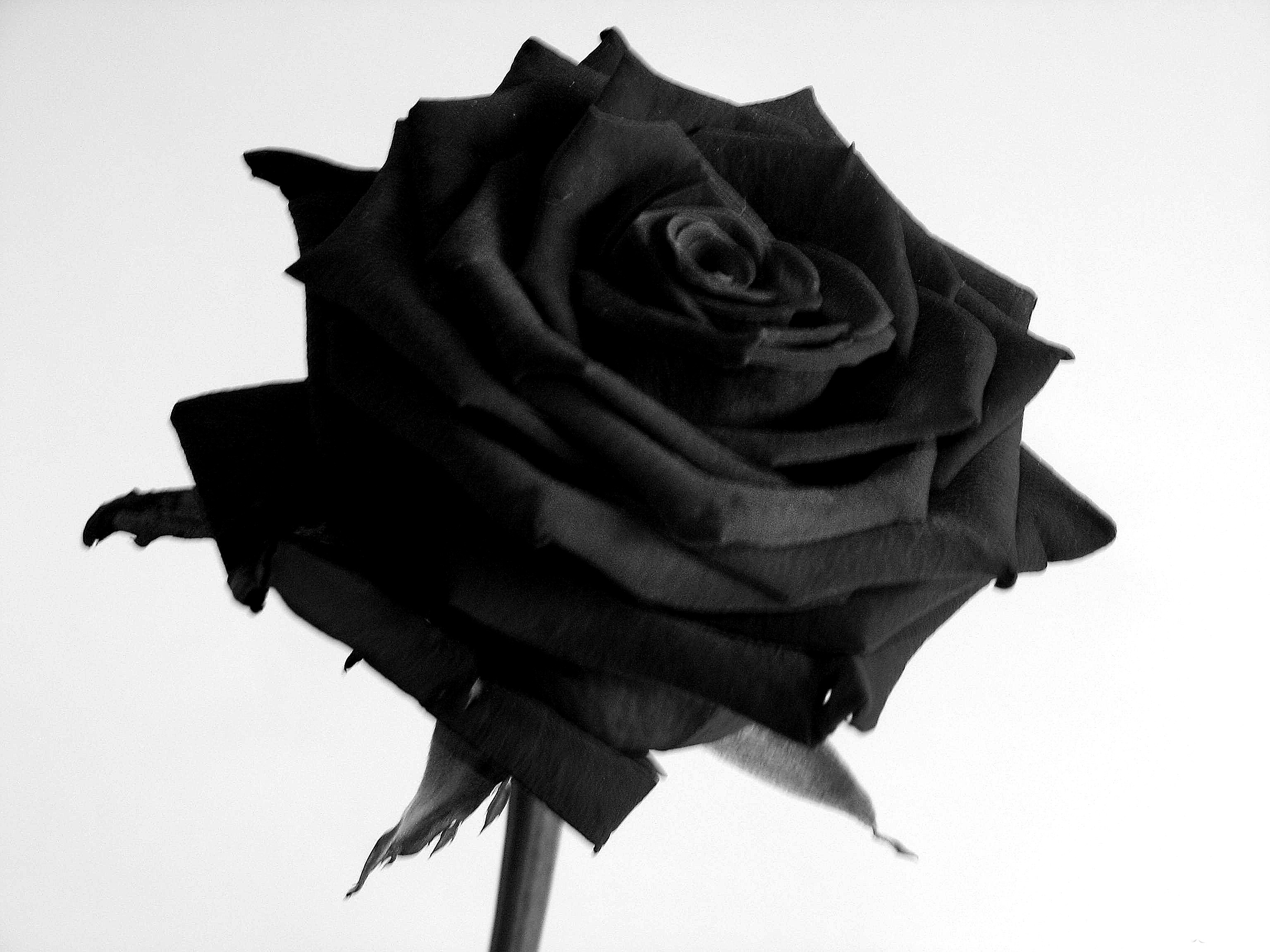 Black roses HD Wallpapera High Resolution
