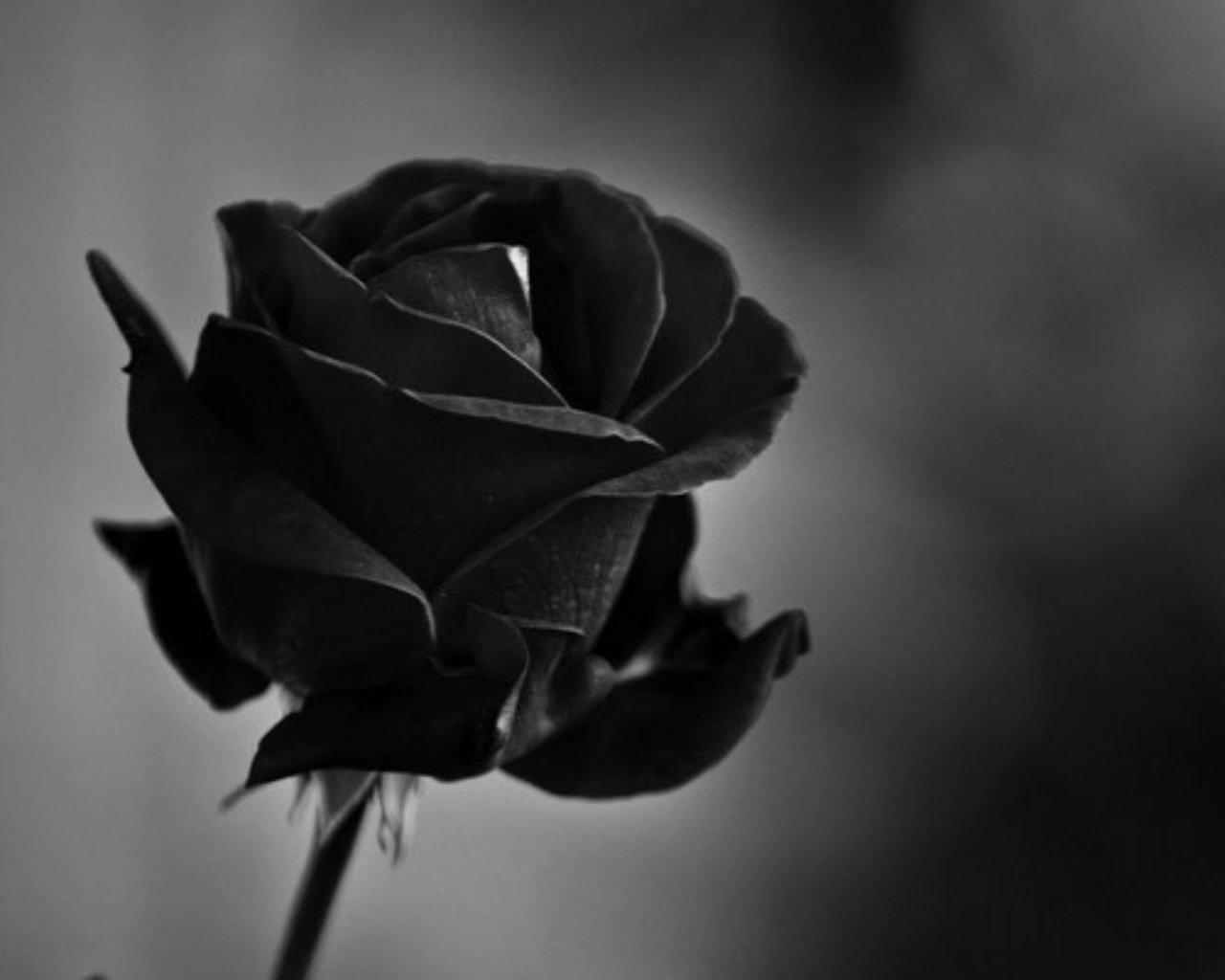 Wallpapers Of Black Roses Group (67+)