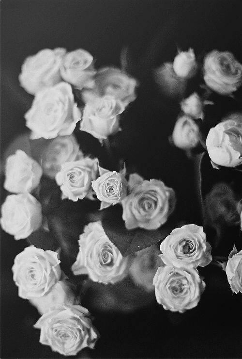 Black and white roses iphone wallpaper In love Pinterest