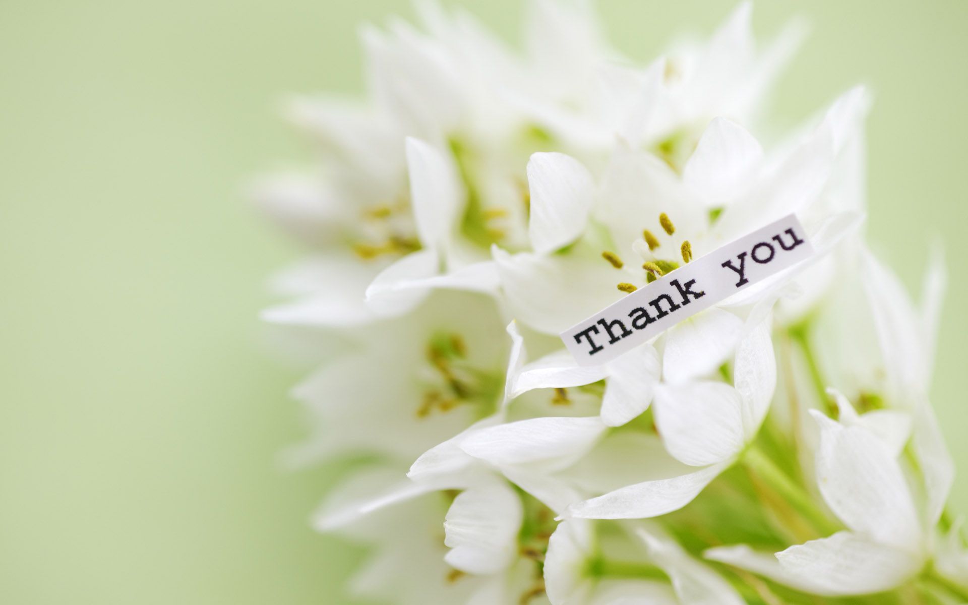 New Thank You for desktop hd wallpapers Wallpapers Wide Free