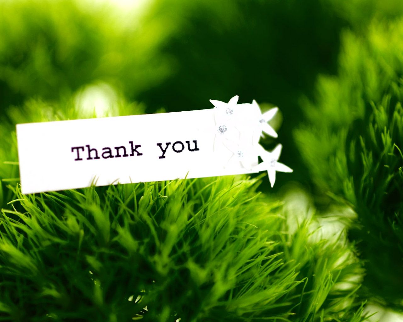 Free Thank You text pc hd wallpapers Wallpapers Wide Free