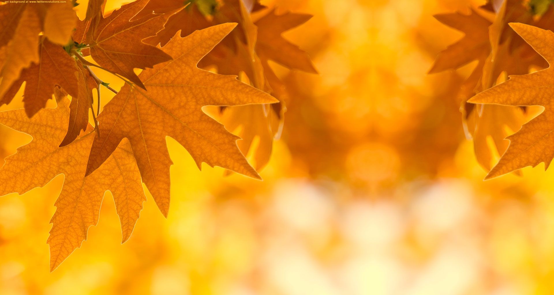 Autumn Leaves Background Tumblr - wallpaper