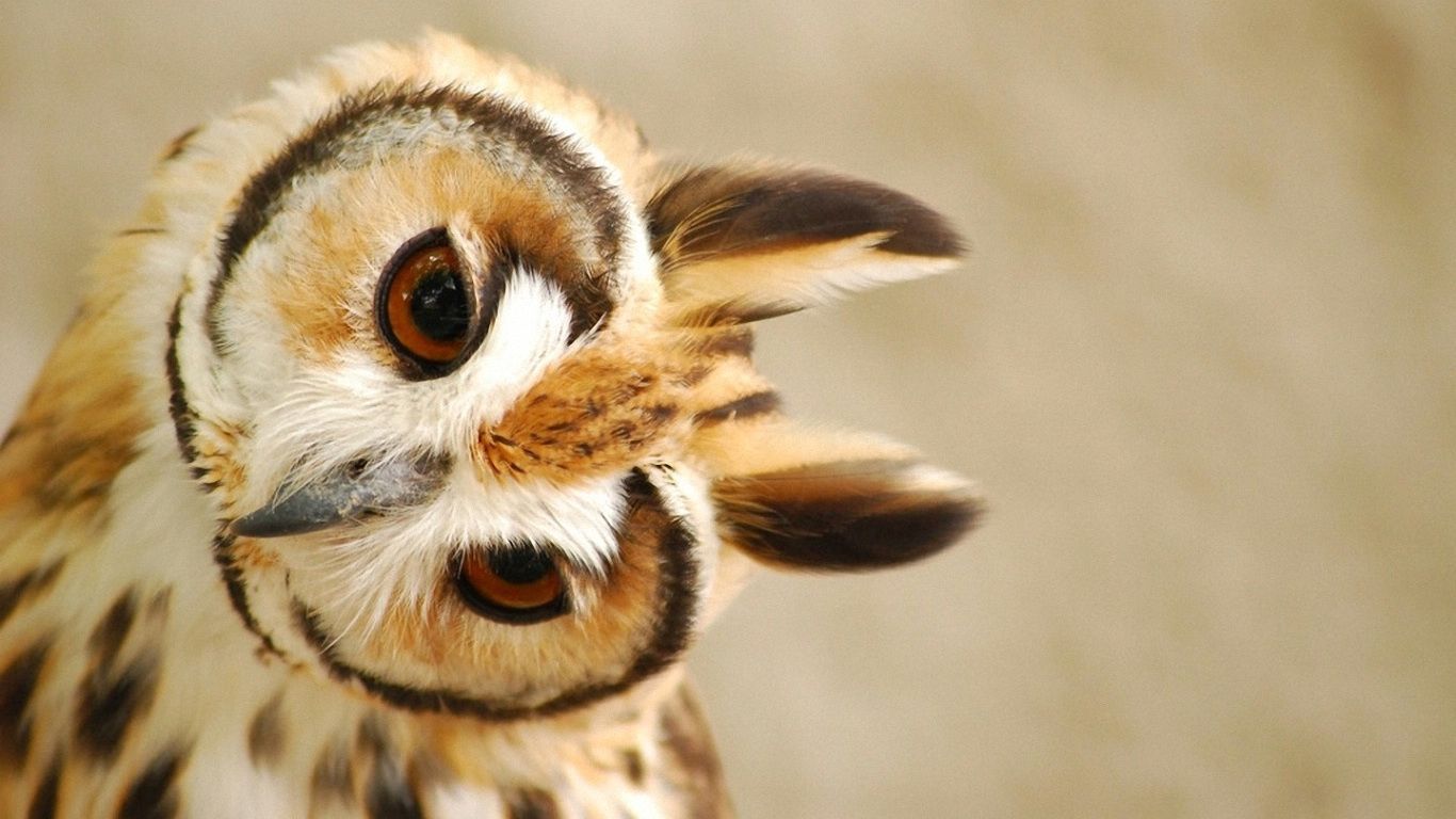Cute-Owl-Wallpaper-HD.jpg