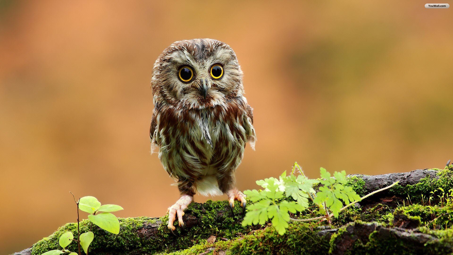 Cute Baby Owl - wallpaper.