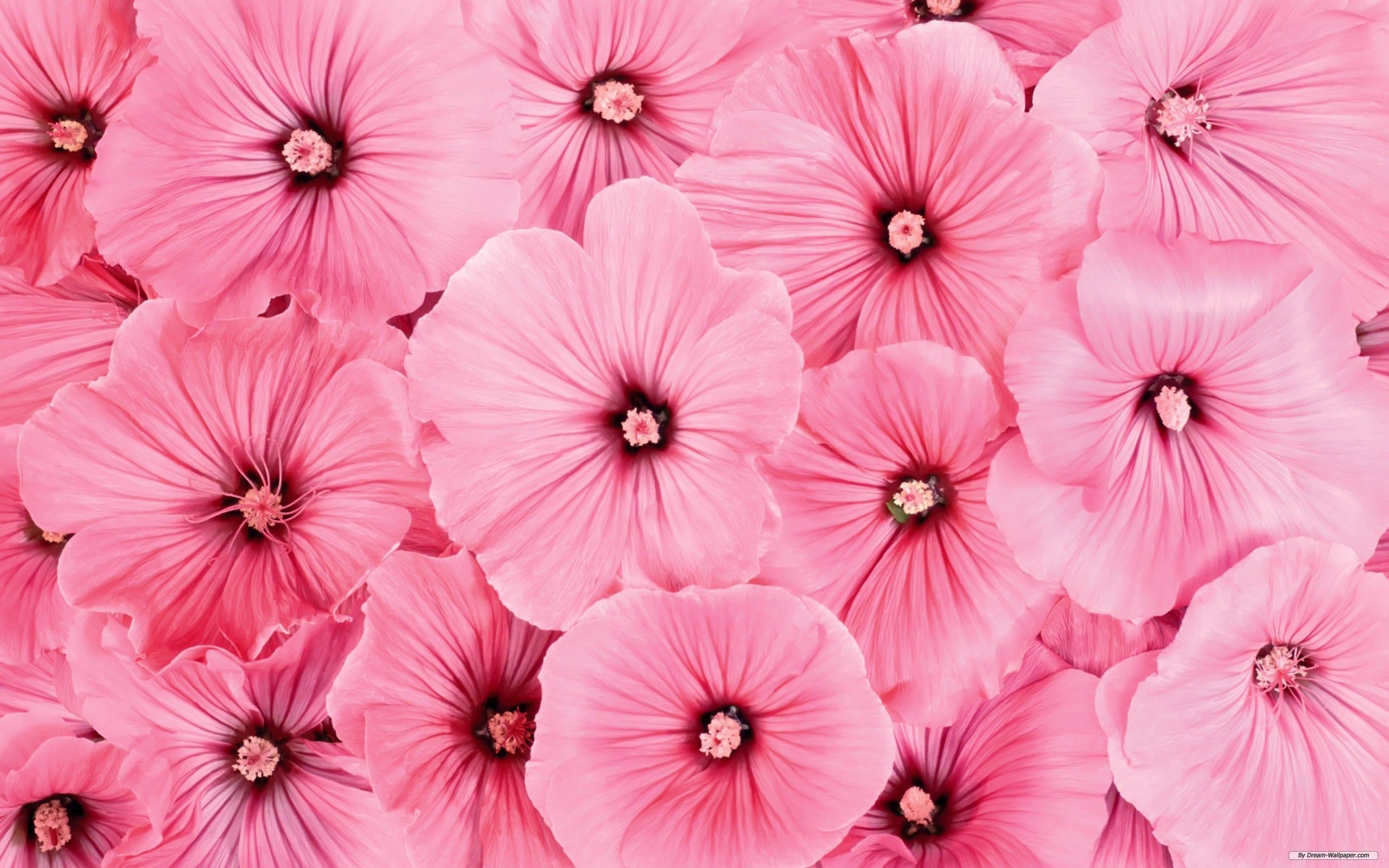 Pink Flowers Wallpapers HD Pictures | One HD Wallpaper Pictures ...