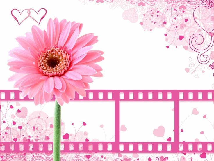 Vector backgrounds of bright colors Pink flowers with film clips