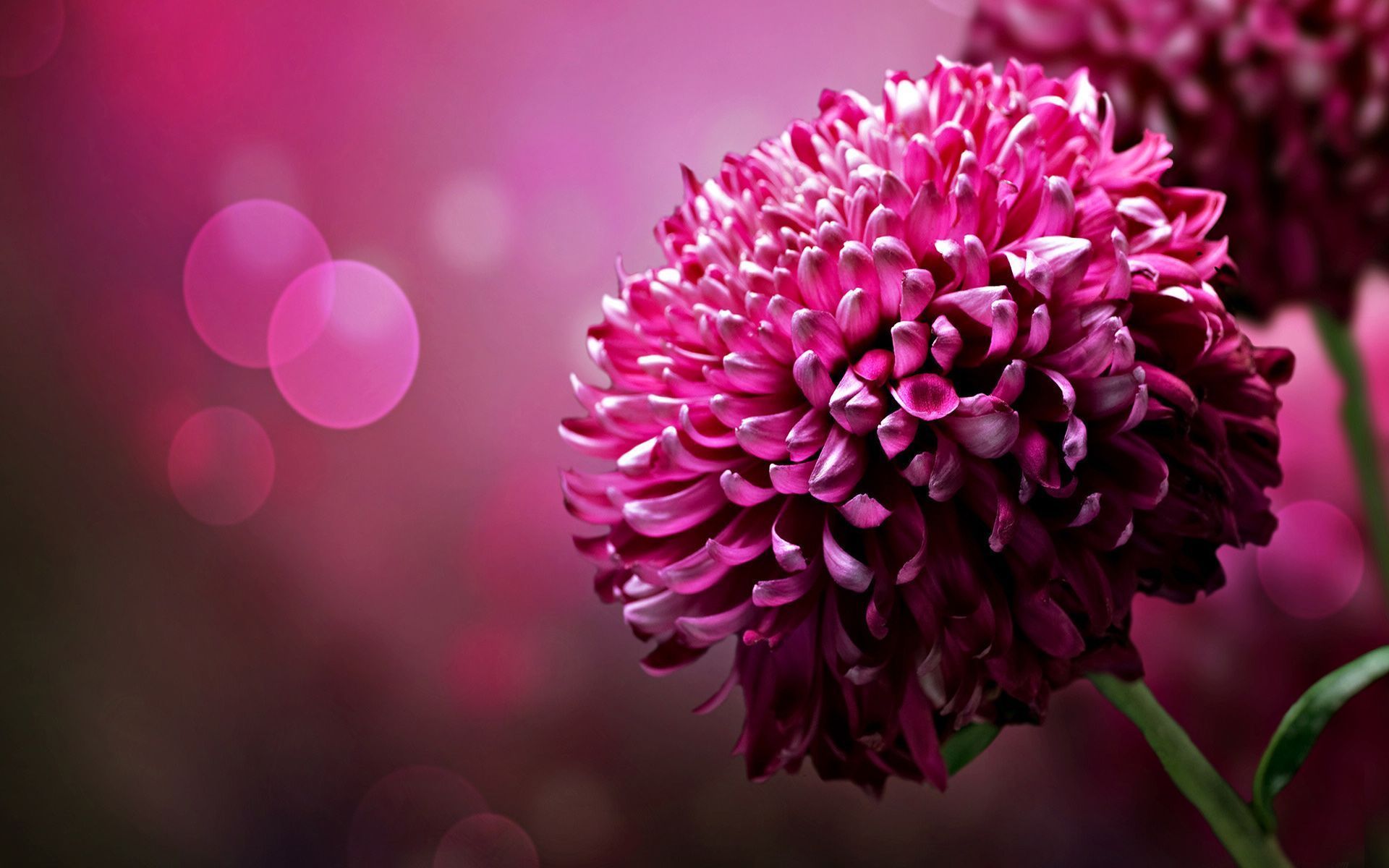 Flowers Pink Wallpapers1