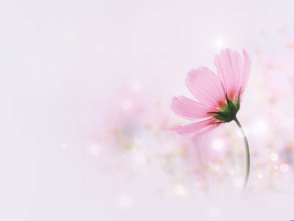 Flowers ppt background pink elegant flowers ppt backgrounds pink