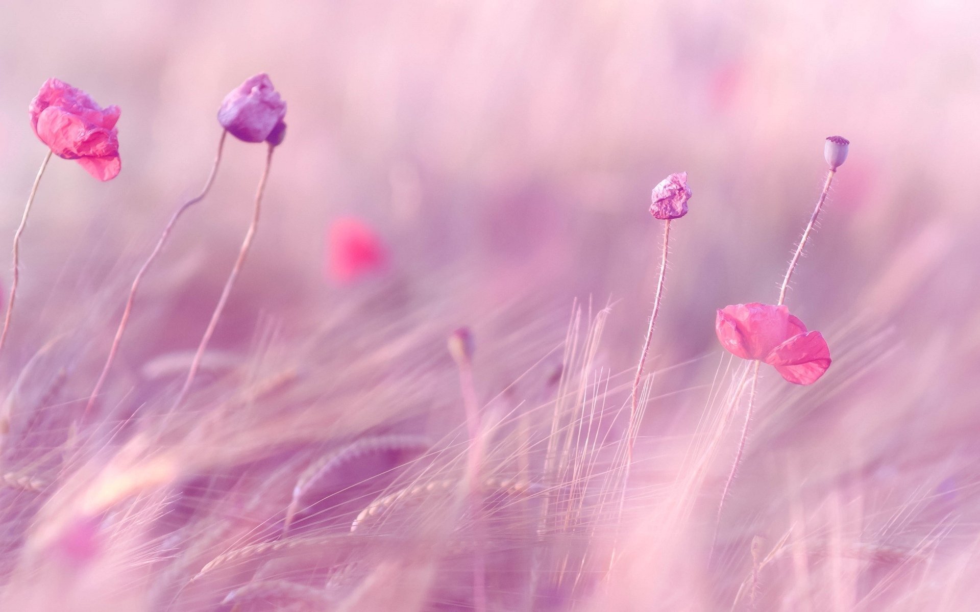 flower flowers pink the field ears wheat rye purple flowers field ...