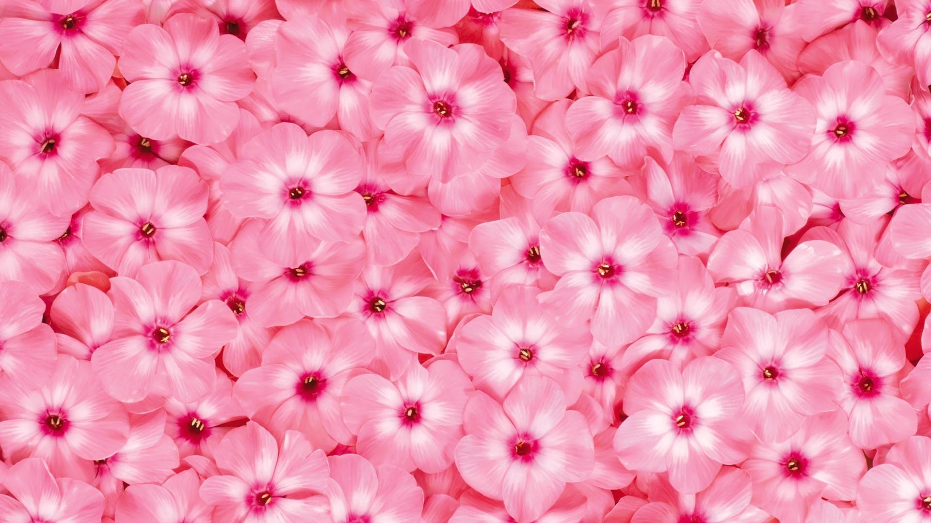Close-up flowers pink background wallpaper | (2993)